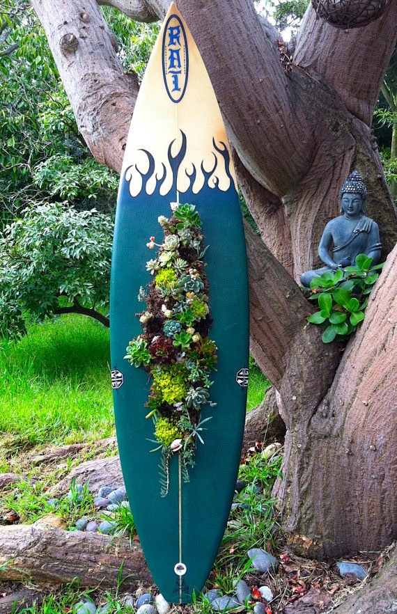 Surfboard succulent ...