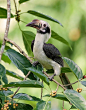 Luzon Hornbill (Penelopides manillae), sometimes called Luzon Tarictic Hornbill, is endemic to forests on Luzon and nearby islands in the northern Philippines.