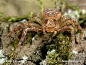蟹蛛科，花蟹株属，Crab Spider (Xysticus lanio)