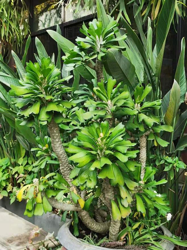 单刺麒麟_Euphorbia_unisp...