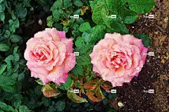 玫瑰 露滴 粉红玫瑰 花朵 树叶 粉红色的花朵 花壁纸 花卉背景