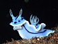 蓝色海蛞蝓，好像从漫画里走出来的神兽啊 ​​​​