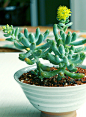 中文名：乙女心<br/>拉丁文名：Sedum pachyphyllum<br/>科属：景天科景天属<br/>简介:<br/>        乙女心这个品种非常容易与八千代混淆，其实乙女心植株相对粗壮点，且容易繁衍。淡绿色的叶子在秋冬的时候会在叶尖乃至整个叶片呈现绮丽的粉红色，放置在干燥温差大的地方颜色会更加鲜艳美丽。乙女心茎部不太粗但能够形成木质的枝干，会随着时间的推移而逐渐群生。叶片密集排列在枝干的顶端。叶片肥厚，叶色翠绿至粉红，新叶色浅、老叶色深，长圆型