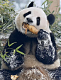 不愧是国宝，360度无死角，雪地里别有一番憨态…让人看了忍不住就想撸一下 
