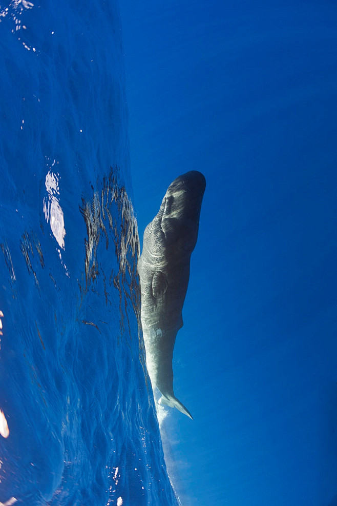 鲸目齿鲸亚目抹香鲸科抹香鲸属抹香鲸