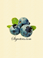 手绘水彩插画 食物水果系列---蓝莓 一组。