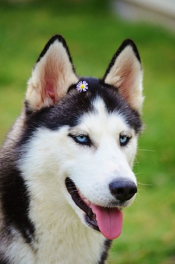 Siberian Husky | Cut...