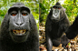 猴子抢摄影师的相机自拍出名，David Slater 维基百科拒绝删除照