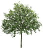 meye sorbus aucuparia cut out tree in png