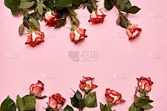 粉红粉彩背景上的玫瑰花，复制空间。春季最小的概念。妇女节、母亲节、情人节、婚礼、生日贺卡。自然背景。