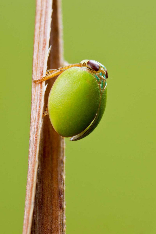 同翅目蜡蝉科蜡蝉属球瓢蜡蝉