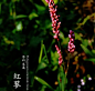 植物私生活 