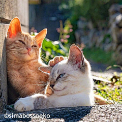 白竹延采集到猫