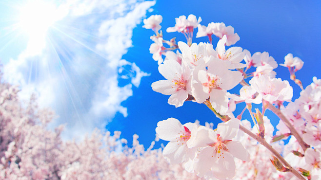 女人节赏花去 途牛带你行~精选线路最高立...