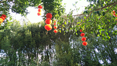 草鱼菌采集到日常拍摄