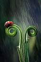 tear n rain by harry aiee : 1x.com is the worlds biggest curated photo gallery on the web. tear n rain by harry aiee