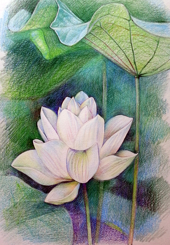 彩铅花卉（荷花）