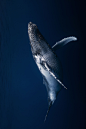 鲸目·须鲸亚目·须鲸科·大翅鲸属：大翅鲸（座头鲸、驼背鲸）白