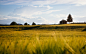 Tree, house, field and farm HD photo by Arno Smit (@_entreprenerd) on Unsplash : Download this photo by Arno Smit (@_entreprenerd)