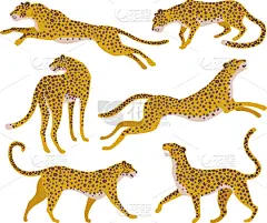 美洲豹,抽象,猎豹,插画,球座,野生动物,哺乳纲,布置,花,复古