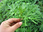 艾草