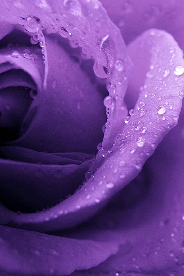 叶紫