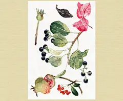 《梦之花园》茉莉郡主 水彩手绘明信片 8张 自然收集物 野风集-淘宝网