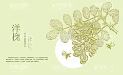槐花洋槐插画槐蜜  - 源文件下载【酷图网】槐花,槐花蜜,洋槐,洋槐花,洋槐花蜜,槐花插画,洋槐插画,手绘槐花,槐树,槐蜜,蜂蜜,花朵食材