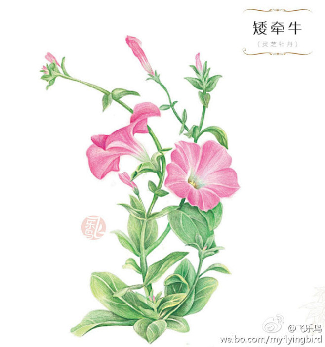 飞乐鸟的照片 - 微相册
