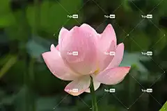 莲花 花壁纸 花卉背景 美丽的花朵 花 粉红色的花 花瓣