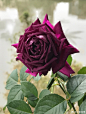 ada7fbf7gy1hx2qom5d6wj228y2zanpd
