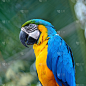 蓝黄金刚鹦鹉,大鸟笼,金刚鹦鹉,鸟类,动物身体部位,野外动物,喙,彩色图片,热带气候,翎毛