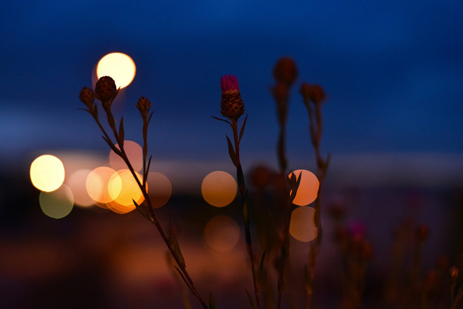 “flower night”的图片搜索结...