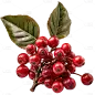 咖啡豆原料植物免抠png元素素材