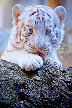 笑靥沫沫采集到猫