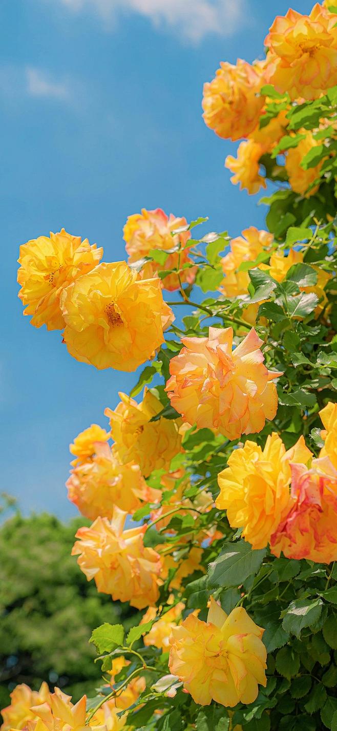 原图壁纸：赏花使人心情愉悦-今日头条