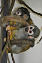 灵长目·卷尾猴科·卷尾猴属：马河松鼠猴