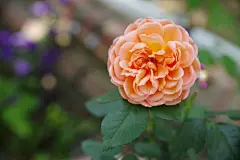 盛开绽放的美丽月季花