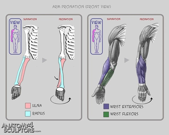 Anatomy For Sculptor...