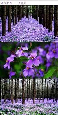 【美丽的中国·南京花季·二月兰】这片紫色...