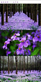 【美丽的中国·南京花季·二月兰】这片紫色梦幻花海，不在普罗旺斯，而在南京理工大学，那些结伴成长的花朵，不是盛名的薰衣草，而是低调的二月兰。水杉下，盛开在，每个和风轻拂的春天里。