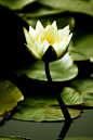 睡莲
 Water Lily
花语：洁净、纯真、妖艳
别名：子午莲、子浮莲、水芹花、碗莲
生长环境：通风良好，肥沃的砂质土壤中，水深在25至30厘米之间
分布：原产自亚洲、大洋洲、北非的热带地区。
睡莲的习惯是每天上午开花，而下午则自动闭合。好像入睡一般，睡莲之名由此而来。
国花：泰国、孟加拉、柬埔寨。