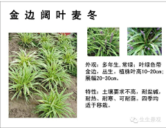 青禅boe采集到D 植物设计—陆地花卉品种