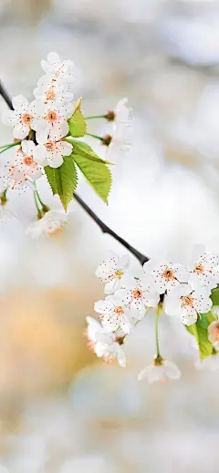 原图壁纸：桃花盛开的季节-今日头条