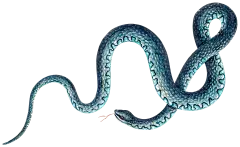 HTC_Heritage Library_SnakesElement 4