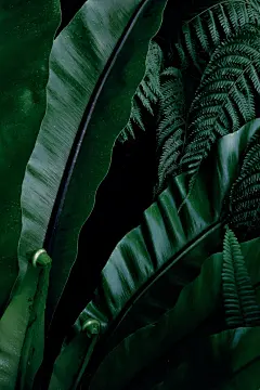 Green | Fabrizio Raschetti ​​​​ - 观念摄影 - CNU视觉联盟