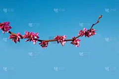 紫荆树,紫色,花朵,特写,清新,照明设备,浪漫,环境,天气,公园