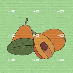 水果 草图 健康 枇杷 食物 枇杷 枇杷 枇杷 枇杷 枇杷