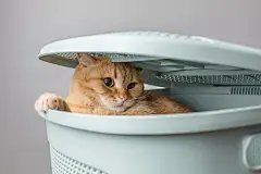点击来源直接获取大图文件 |可爱的家养小猫在洗衣篮中偷看。洗涤和清洁概念。一只长着黄色大眼睛的有趣猫咪从盒子里向外看。红色毛茸茸的猫藏在灰色背景下的盒子里