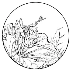 莲花白描  - 源文件下载【酷图网】白描莲花,花朵,莲花,荷花,素描,白描,黑白图,莲花花朵,莲,白描荷花,工笔画,国画